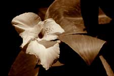 Alacala Sepia Flower