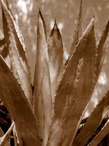 Giant Yucca